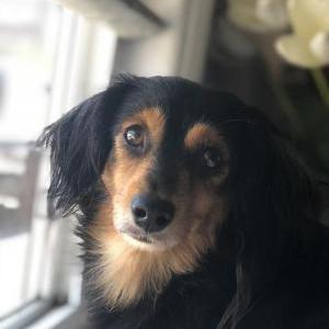 Lost Dog Cookie