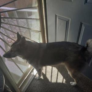 Image of Spunky, Lost Dog