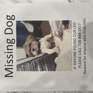 Lost Dog Leo