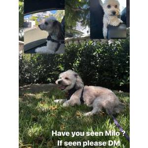 Lost Dog Milo