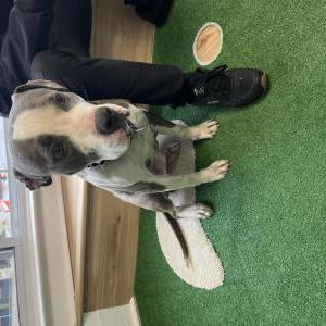 Found Dog Unknown
