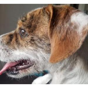 Found Dog Unknown