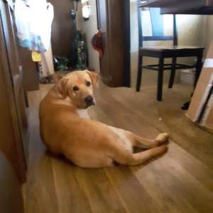 Lost Dog Jake