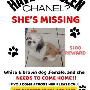 Lost Dog Chanel