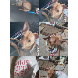 Image of Rocco, Lost Dog