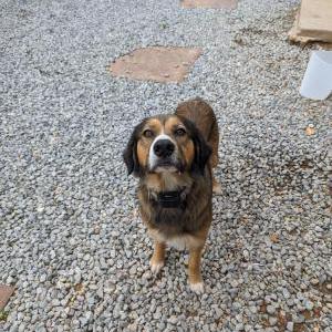 Image of Unknown, Found Dog