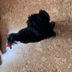 Image of Annie, Lost Dog