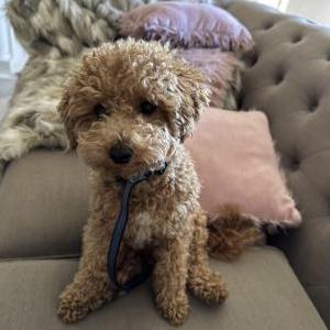 Lost Dog Teddy