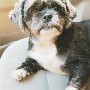 Lost Dog Blu/Blu Baby