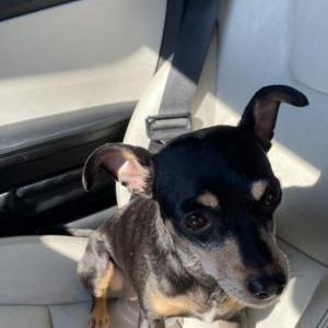 Image of scarlet, Lost Dog