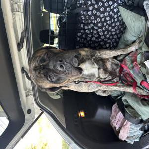 Image of Unknown, Found Dog