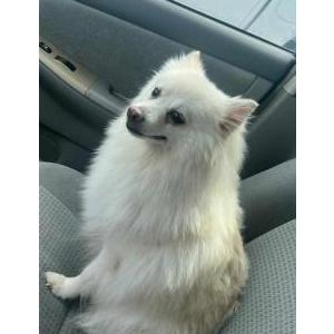 Lost Dog LALA