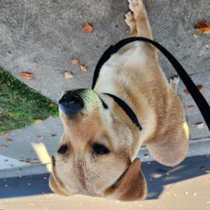 Found Dog Unknown