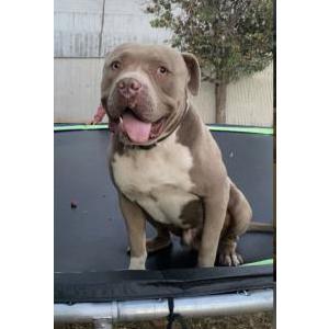 Lost Dog Rocky