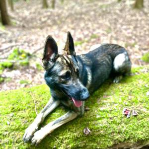 Lost Dog Cypress
