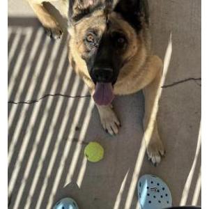Image of Stella, Lost Dog