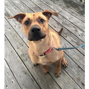 Found Dog Unknown