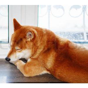 Lost Dog Kenny