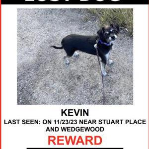 Lost Dog Kevin