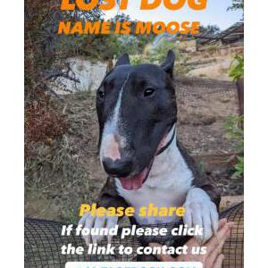 Lost Dog Moose