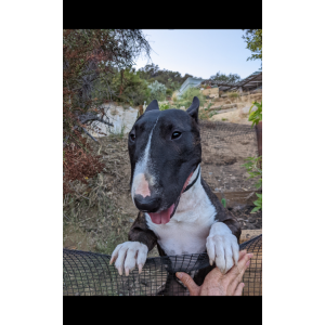 Image of Moose, Lost Dog