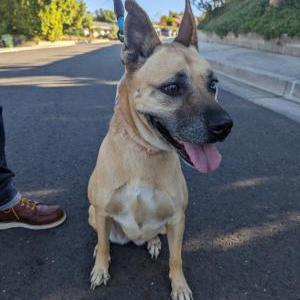 Image of Unknown, Found Dog