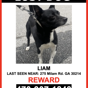 Lost Dog LIAM