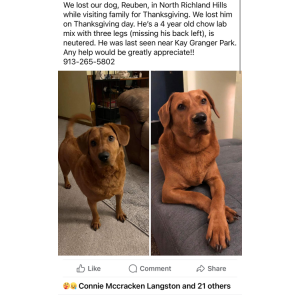 Lost Dog Rueben