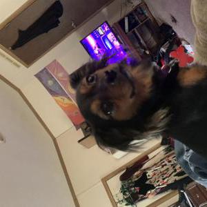 Lost Dog Kezzy felano