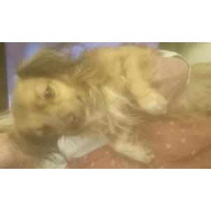 Image of Duke, Found Dog