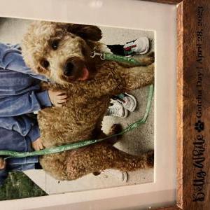 Lost Dog Betty