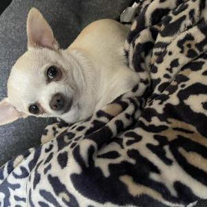 Image of TINY, Lost Dog
