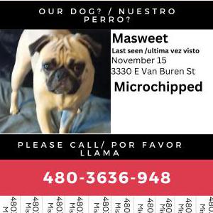 Lost Dog MASWEET