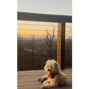 Lost Dog Caesar