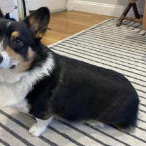 Lost Dog Harby