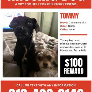 Lost Dog Tommy