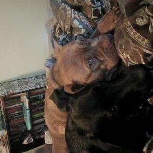 Lost Dog Quinn and Poe