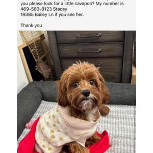 Lost Dog Lucy