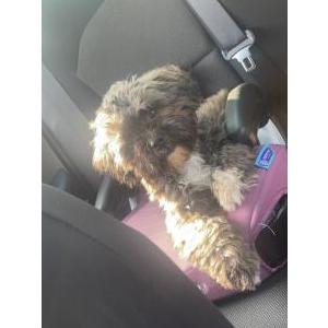 Lost Dog Milo