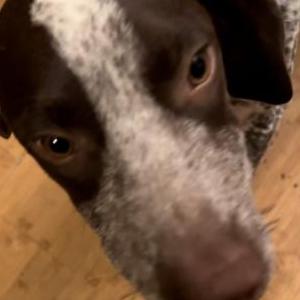 Image of Chips, Lost Dog