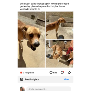 Found Dog unknown