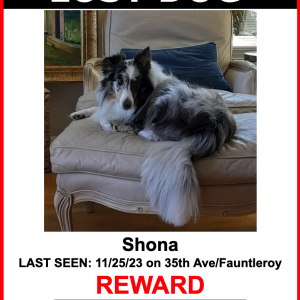 Image of Shona, Lost Dog