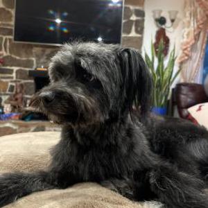 Lost Dog Nikkie