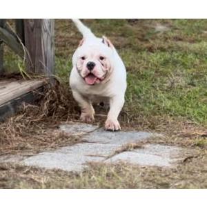 Lost Dog BELLO Dixon