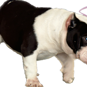Lost Dog Bougie  Dixon