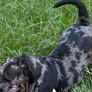 Lost Dog Hail Mary Dixon