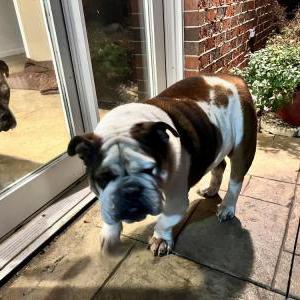 Found Dog Unknown