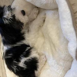Image of Oreo, Lost Dog