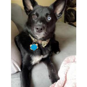 Lost Dog Finn