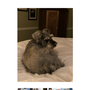 Image of Nash, Lost Dog